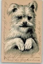 Border Terrier Lithographie Terrier 1902 Prägedruck