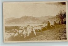 Schäfer mit seiner Herde , Foto AK Schaf