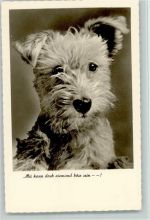 Amag 70865 - Mir kann doch niemand böse sein Foto AK Terrier