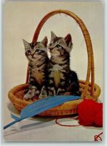 Zwei Kätzchen im Korb ca 1965 AK Katze