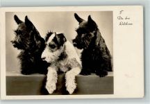Die drei Luftikusse 1941 Foto AK Terrier