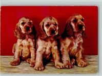 Cockerspaniel Welpen ca 1965 AK Spaniel