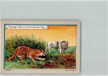 Sammelbild Serie 449-1 - Tigerjagd Raubkatze