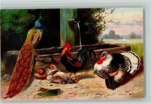Pfau , Hühner und Puter - Geflügel Schönian, A. Künstlerkarte
