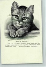 Nr. 17 vom Berliner Tierschutzverein - sign Stocks Federzeichnung Stahlstich? 1900 AK Katze Künstlerkarte