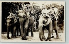 Arbeits-Elefanten - Elefanten-Omnibus Volkstypen / Brauchtum Indien Foto AK