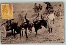Viehgespann Ox Cart Juan Vinas