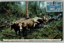 Wellington 1908 Foto AK Bullocks at Work Makatote Viaduct Briefmarke Bildseite