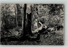 Baum 1915
