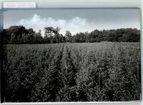 W4400 Sudmühle Baumschule Beaufays Baum FOTO KEINE AK