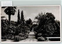 W3280 Bad Pyrmont Palmengarten Baum FOTO KEINE AK