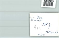 W3000 Hannover Zoo Ara Papagei FOTO KEINE AK