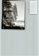W3396 Torfhaus , Harz Tannen im Schnee Baum FOTO KEINE AK
