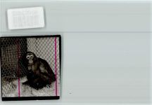 W5439 Hof , Westerw Affe Affe FOTO KEINE AK