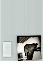 37688 W3472 Beverungen FOTO KEINE AK Waschbär