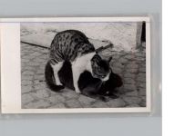 Katze