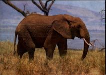 Elefant