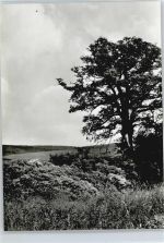 37589 W3355 Echte - Feld Baum