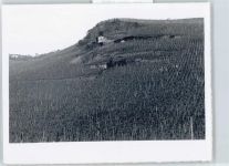 54470 W5553 Wehlen, Mosel - Weinberge , Foto