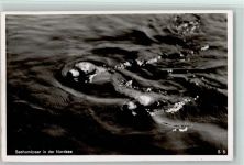 Seehundpaar in der Nordsee Robbe