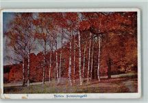 Birkenwald - Rotes Sonnengold AK Natur 1919 Gebrauchsspuren