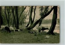 Schafe grasen Schaf