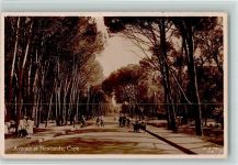 Newlands - Avenue at