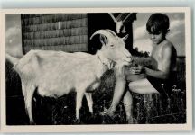 Ziegenbock Ziege