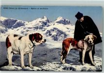 Chiens du St. Bernhard AK Bernhardiner 1927