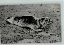 Junger Seehund an der Nordsee ca 1960 AK Robbe