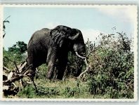 A browsing African bull elephant - south Africa Elefant