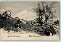 Hirte beim Ziegenhüten Ziege 1905 Gebrauchsspuren