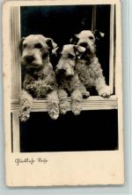 Glückliche Reise - Foto 1939 AK Terrier