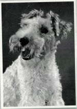 Nr. 3 Opfermann Arzneimittelfabrik Terrier