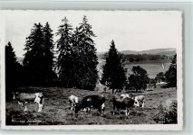 Paturage Jurassien Kuh