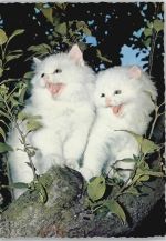 Weiße junge Angorakatzen Verlag Korsch Nr. 5774 Katze