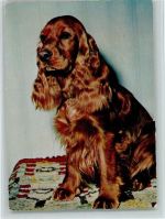 ca 1965 AK Spaniel