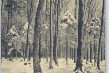 Wald Winter Baum