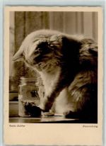 Kätzchen mit Wissensdrang 1938 AK Katze