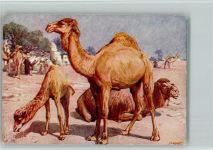 Meinholds Tierbild Nr. 13b - Dromedar Kamel Künstlerkarte