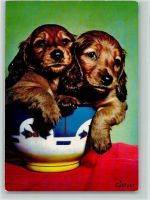 Spaniel Welpen ca 1965 AK Spaniel