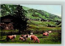 Adelboden BE Kuh