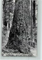 Douglas Fire, Main Wood - Tamalpais Baum