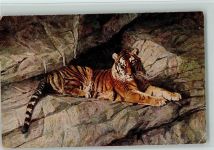 Sibir. Tiger Künstlerkarte Zoo