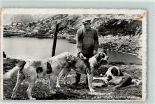 Grand-St-Bernard Bernhardiner Bernhardiner