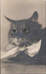 Augen aus Glas Katze Augen AK