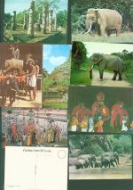 Lot mit 20 AK viele Elefantenmotive Motiv Sri Lanka / Ceylon Kleinposten bis 20