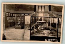 Tervuren Tervueren Foto AK Ausstellung Museum Krokodile
