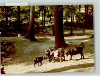 W4690 Herne , Westf Bergziegen Ziege FOTO KEINE AK
