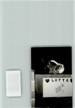 32361 W4994 Holzhausen , Kr Lübbecke, Westf FOTO KEINE AK Pferd Lotte macht große Augen